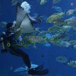 Underwater-Themed Casino Games Casino Enthusiasts Will Love